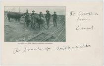 Drawing Rations, Camp Goldfield, Colorado