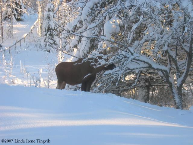 Click to see big picture (640x480 pixels; 61 KB)