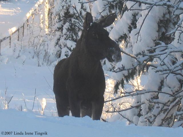 Click to see big picture (640x480 pixels; 52 KB)