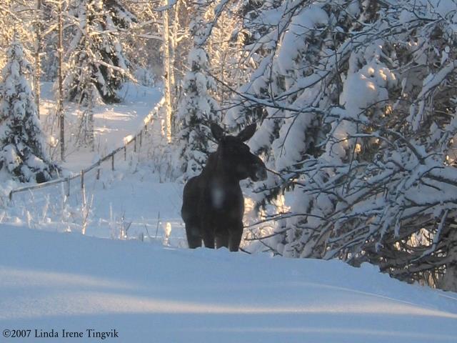 Click to see big picture (640x480 pixels; 62 KB)